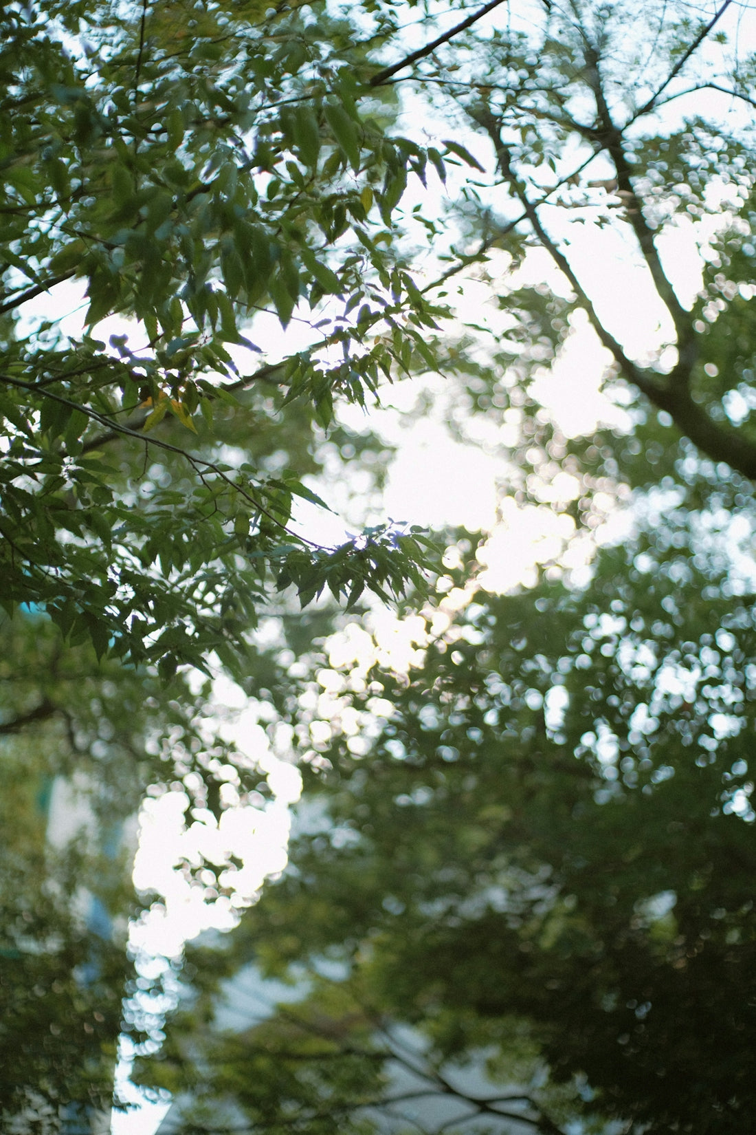 a stop sign in front of some trees
