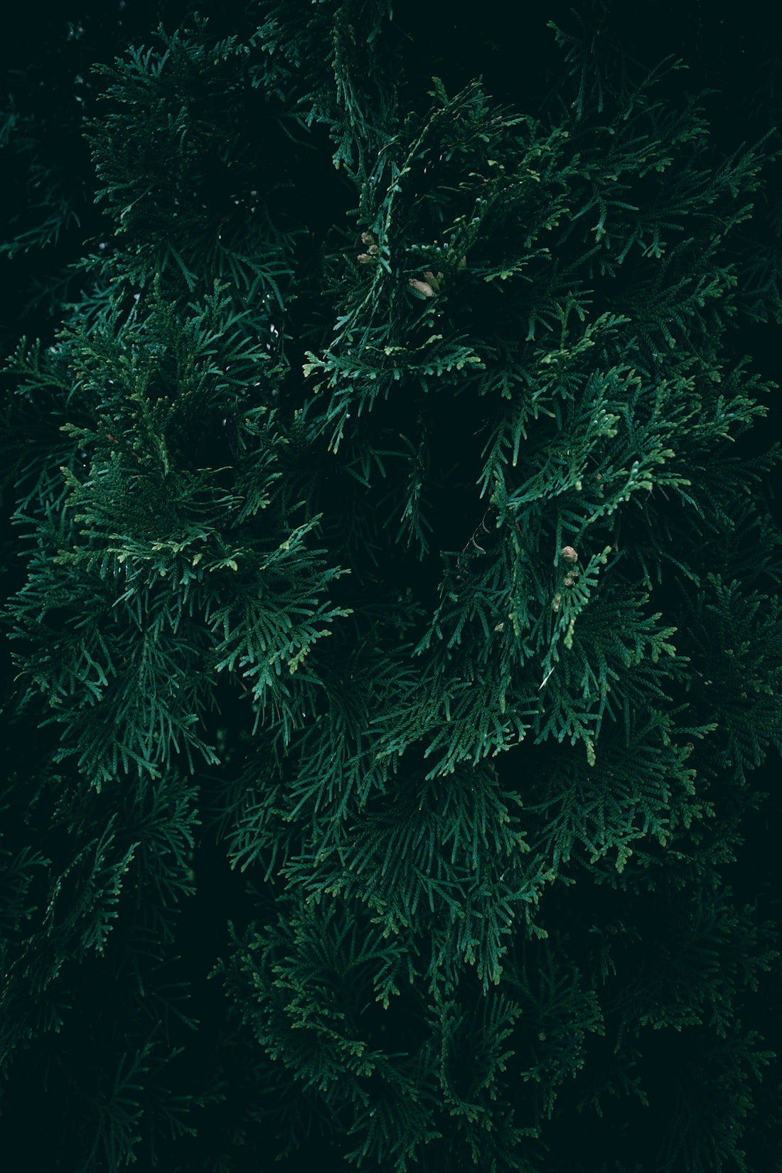 a close up of a tree with lots of green leaves