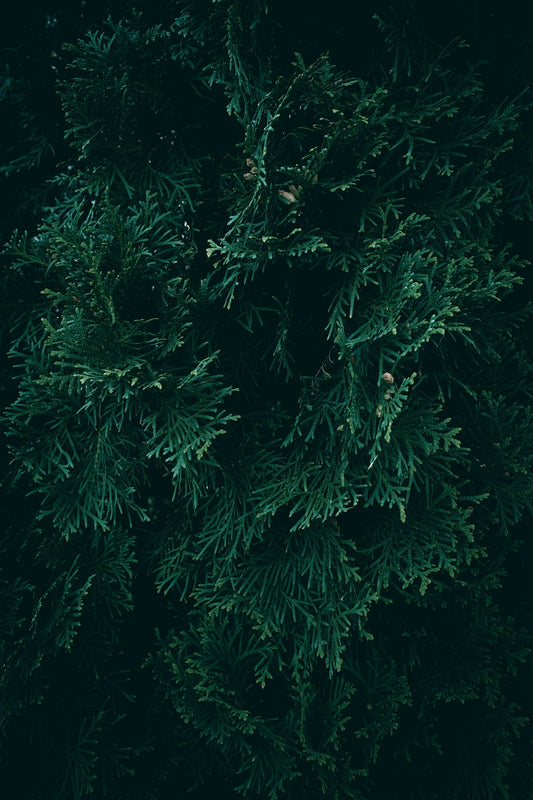 a close up of a tree with lots of green leaves
